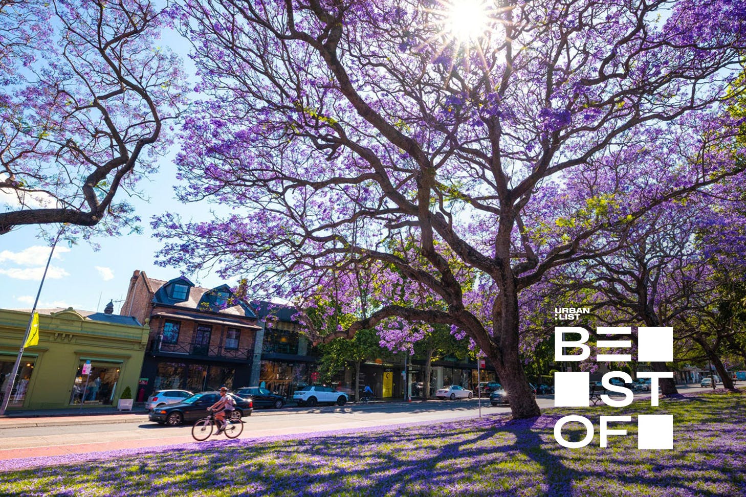 Jacaranda trees on a street in Sydney